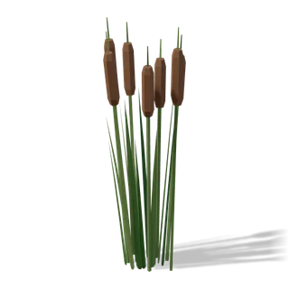 cattails 01