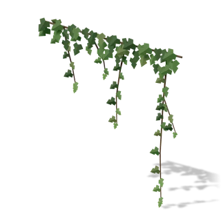 ivy 02