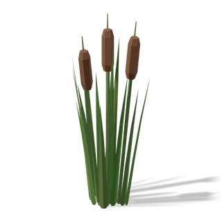 reeds 01
